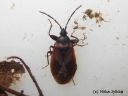 Gastrodes_grossipes_ruostekapylude_18_11_2014.jpg