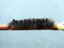 Gastropacha_quercifolia_larva_pihlajanorsu_toukka_IMG_2862.JPG