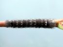 Gastropacha_quercifolia_larva_pihlajanorsu_toukka_IMG_2863.JPG