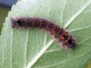 Gastropacha_quercifolia_larva_pihlajanorsu_toukka_IMG_2867.JPG