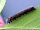 Gastropacha_quercifolia_larva_pihlajanorsu_toukka_IMG_2868.JPG