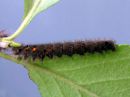 Gastropacha_quercifolia_larva_pihlajanorsu_toukka_IMG_2869.JPG