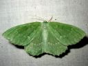 Geometra_papilionaria_female_isomittari_naaras_IMG_4488.JPG