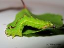 Geometra_papilionaria_larva_isomittari_toukka_9_6_2017.jpg