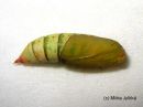 Geometra_papilionaria_pupa_isomittari_kotelo_25_6_2017.jpg