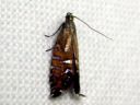 Glyphipterix_bergstraesserella_piippokiiltokoi_IMG_3161.JPG