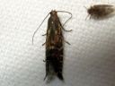 Glyphipterix_thrasonella_vihvilakiiltokoi_IMG_3232.JPG