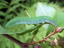 Gonepteryx_rhamni_larva_sitruunaperhonen_toukka_IMG_5994.jpg