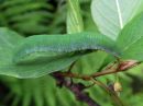 Tiedostonimi=Gonepteryx_rhamni_larva_sitruunaperhonen_toukka_IMG_5998.jpg
Tiedostokoko=47kt
Koko=600x450
Lisätty=12.05.2020 Gonepteryx_rhamni_larva_sitruunaperhonen_toukka_IMG_5998.jpg