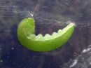 Gonepteryx_rhamni_larva_sitruunaperhonen_toukka_IMG_5999.jpg