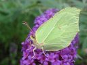 Gonepteryx_rhamni_sitruunaperhonen_IMG_7771.jpg