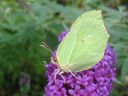 Gonepteryx_rhamni_sitruunaperhonen_IMG_7774.jpg