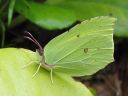 Gonepteryx_rhamni_sitruunaperhonen_IMG_7914.jpg