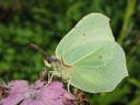 Gonepteryx_rhamni_sitruunaperhonen_IMG_8432.jpg