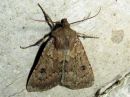 Graphiphora_augur_noitayokkonen_IMG_2061.jpg