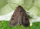 Graphiphora_augur_noitayokkonen_IMG_4770.jpg