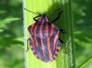 Graphosoma_lineatum_pyjamalude_IMG_2137.JPG