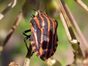 Graphosoma_lineatum_pyjamalude_IMG_4524.jpg