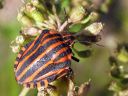 Graphosoma_lineatum_pyjamalude_IMG_4529.jpg