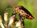 Graphosoma_lineatum_pyjamalude_IMG_4535.jpg