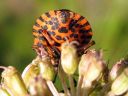 Graphosoma_lineatum_pyjamalude_IMG_4537.jpg