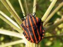 Graphosoma_lineatum_pyjamalude_IMG_4538.jpg