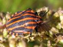 Graphosoma_lineatum_pyjamalude_IMG_4544.jpg