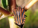 Graphosoma_lineatum_pyjamalude_IMG_4804.JPG