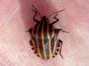 Graphosoma_lineatum_pyjamalude_IMG_5769.JPG