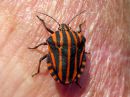 Graphosoma_lineatum_pyjamalude_IMG_5774.JPG