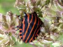 Graphosoma_lineatum_pyjamalude_IMG_5971.JPG