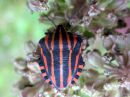 Graphosoma_lineatum_pyjamalude_IMG_5972.JPG