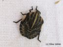 Graphosoma_lineatum_pyjamalude_nymfi_14_8_2014.jpg