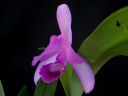 Guarianthe_bowringiana_MV_IMG_6386.jpg