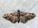 Gymnoscelis_rufifasciata_kaapiomittari_IMG_0363.JPG