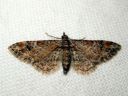 Gymnoscelis_rufifasciata_kaapiomittari_IMG_2660.JPG