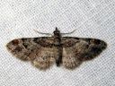 Gymnoscelis_rufifasciata_kaapiomittari_IMG_8268.JPG