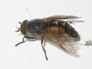Tiedostonimi=Haematopota_pluvialis_suppupaarma_IMG_4316.jpg
Tiedostokoko=38kt
Koko=600x450
Lisätty=08.04.2015 Haematopota_pluvialis_suppupaarma_IMG_4316.jpg