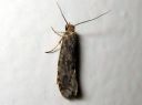 Haplotinea_insectella_tupakoi_IMG_1441.JPG