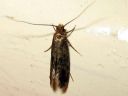 Haplotinea_insectella_tupakoi_IMG_3346.JPG