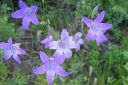 Harakankello2C_Campanula_patula_IMG_2898.jpg