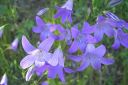 Harakankello2C_Campanula_patula_IMG_2899.jpg