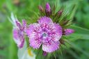 Harjaneilikka2C_Dianthus_barbatus_IMG_3149.jpg