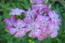 Harjaneilikka2C_Dianthus_barbatus_IMG_3847.jpg