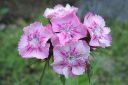 Harjaneilikka2C_Dianthus_barbatus_IMG_4086.jpg