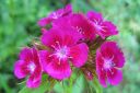 Harjaneilikka2C_Dianthus_barbatus_IMG_4279.jpg