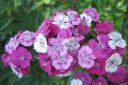 Harjaneilikka2C_Dianthus_barbatus_IMG_4496.jpg