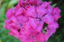 Harjaneilikka2C_Dianthus_barbatus_IMG_4567.jpg