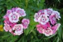 Harjaneilikka2C_Dianthus_barbatus_IMG_4568.jpg