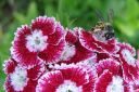 Harjaneilikka2C_Dianthus_barbatus_IMG_5020.jpg